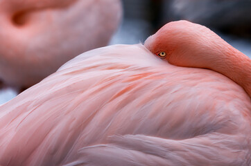 A Greater Flamingo keeping warm in the snow, beak hidden under its wing one baleful yellow eye looks towards the camera long pink flight feathers cascade towards the bottom left of the frame