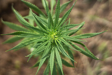 Naklejka na ściany i meble Marijuana grows on the street. 