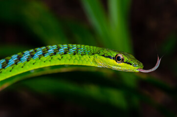 Close up of a beautiful green snake from Andaman and Nicobar islands.