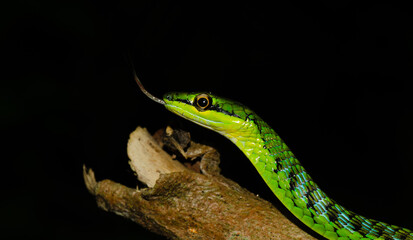 Close up of a beautiful green snake from Andaman and Nicobar islands.
