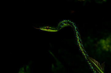Close up of a beautiful green snake from Andaman and Nicobar islands.