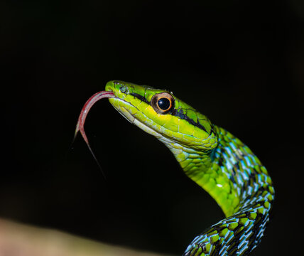 Close up of a beautiful green snake from Andaman and Nicobar islands.