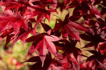 Sunlight on red maple leaves, casting shadows through the foliage, highlighting some leaves and casting others in the shade the shadows of the uppermost leaves playing across those behind