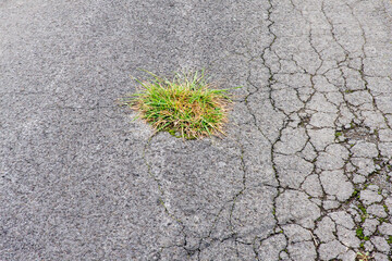 Straßenschäden Risse im Asphalt