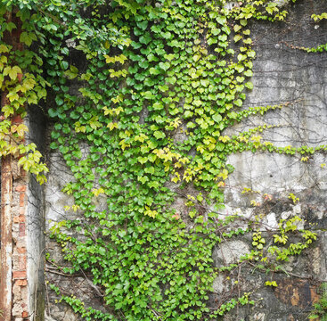 Grunge rustic wall with green ivy climbing on it.
