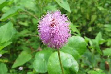 Pink mimosa pudica flower in Florida wild, closeup