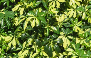 Green arboricola leaves background in Florida zoological garden, closeup
