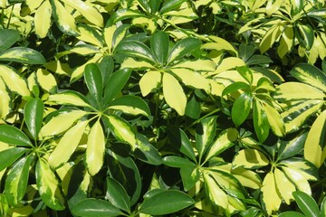 Arboricola leaves background in Florida zoological garden, closeup