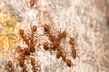 Many red ants were fighting fierce to protect the territory