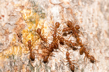 Many red ants were fighting fierce to protect the territory