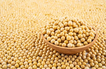 Full screen of golden soybeans