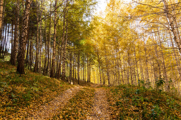Obraz premium Autumn landscape. Beautiful birch trees. Walk in the birch forest. Natural background. Place to insert text.