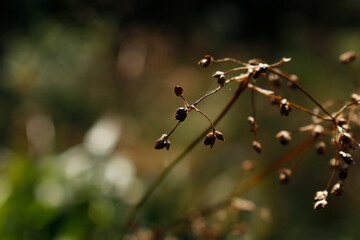 Eine Makro Aufnahme einer vertrockneten Blume