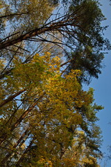Sunny autumn day in the city park.