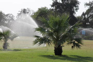 trees in the rain  Dubai 2014