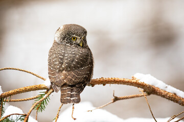 Eurasian pygmy owl, glaucidium passerinum, sitting on tree in winter nature. Spotted brown bird observing on snowy twig in forest. Small feathered predator watching on branch.
