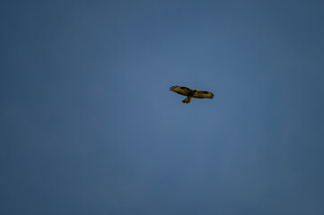 common buzzard flying in the sky