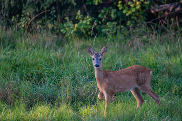 roe deer doe in the woods