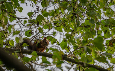 squirrel on tree