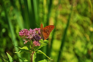 Polne kwiaty  © Arkadiusz Miazga