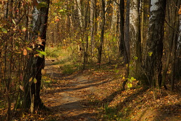 Sunny autumn day in the city park.