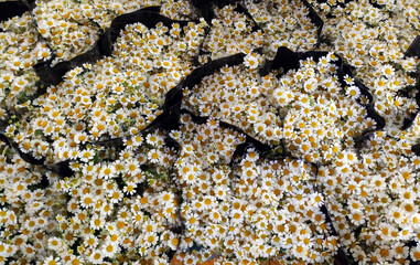 bunches of white daisy in the market for sale