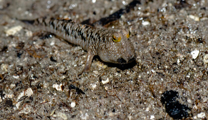 Mudskipper fish on sandy beach