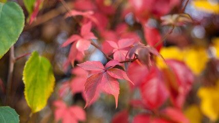 Colorful autumn leaves on natural background