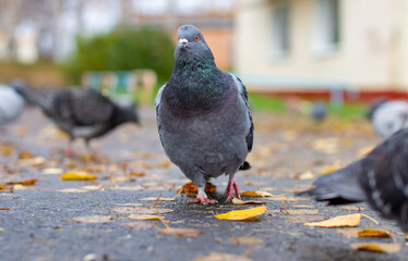 Beautiful dove with on the pavement in the urban environment.