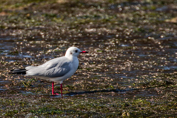 GAVIOTA , SEAGULL