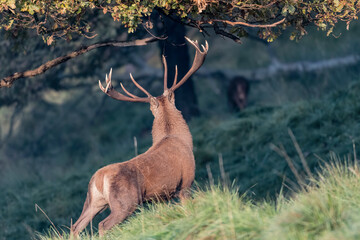 Majestic deer male sights female in the forest (Cervus elaphus)