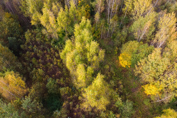 Fototapeta premium Aerial view of autumn forest or park
