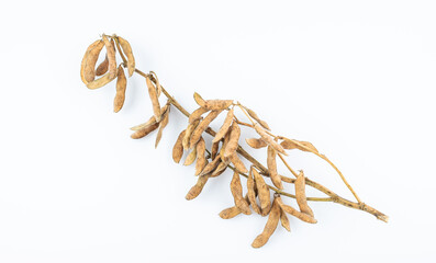 A dried soybean plant on white background