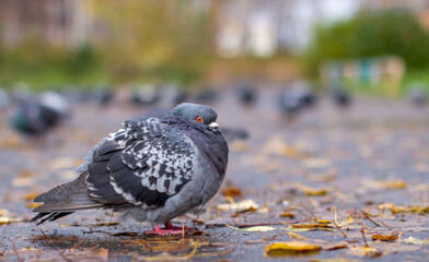 Beautiful dove with on the pavement in the urban environment.