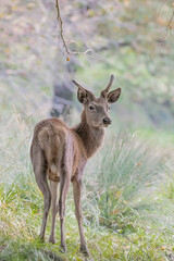 Naklejka na ściany i meble Young deer in the woods (Cervus elaphus)