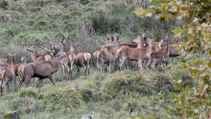 Red deer male with females in rutting season (Cervus elaphus)