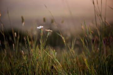 white forest flowers in a meadow at sunset summer day