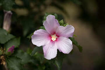 The beautiful rose of Sharon bloomed in the field
