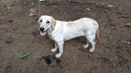 golden lab standing poss ,good looking dog
