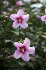 Fototapeta premium The beautiful rose of Sharon bloomed in the field 