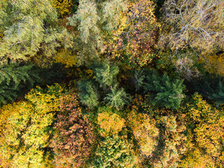 Aerial view of autumn forest, trees with yellow foliage