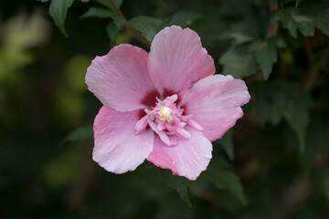 The beautiful rose of Sharon bloomed in the field
