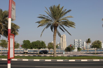 trees country  Dubai 2014