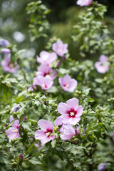 Fototapeta premium The beautiful rose of Sharon bloomed in the field 