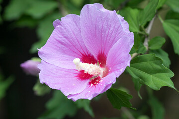 The beautiful rose of Sharon bloomed in the field
