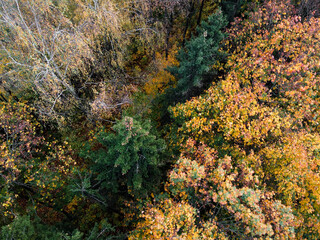 Aerial view of autumn forest, trees with yellow foliage, top view. Fall, autumn nature, aerial landscape