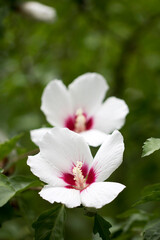 The beautiful rose of Sharon bloomed in the field
