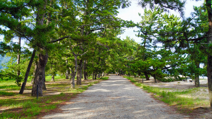 天橋立の松の並木道