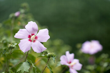 Obraz premium The beautiful rose of Sharon bloomed in the field 