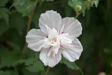 The beautiful rose of Sharon bloomed in the field
